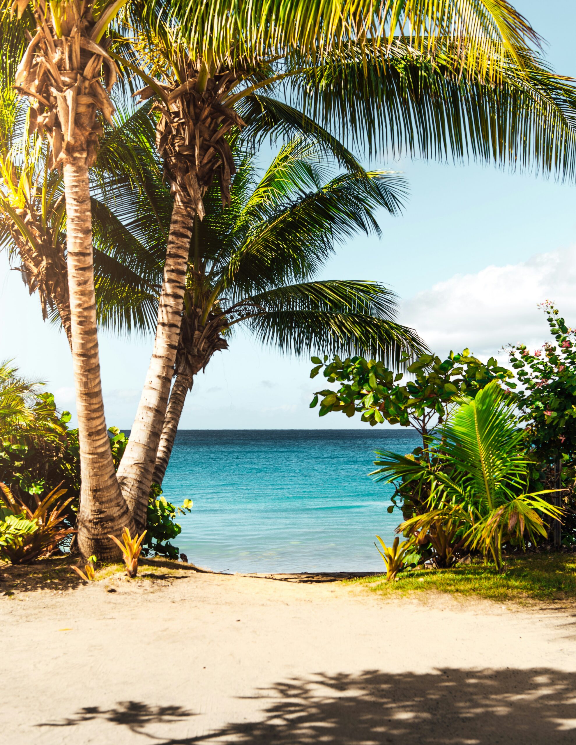 Beach with palm trees